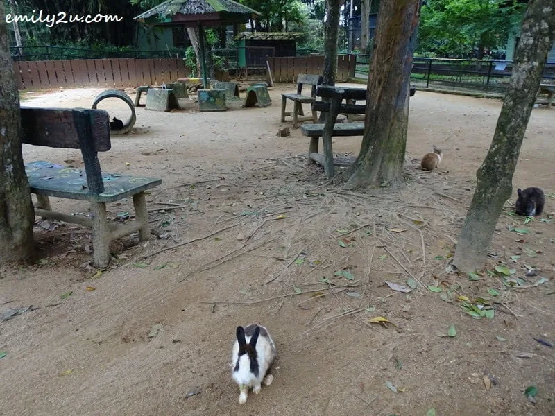 7. rabbit feeding area