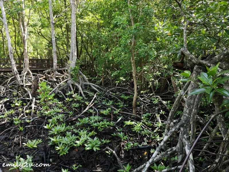 4. there are 16 mangrove species from 7 different families at this park