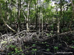 5 Kina Benuwa Mangrove Ecology Park