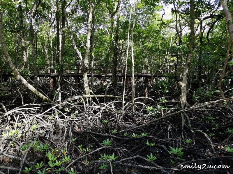 5. the roots of the mangrove trees are mangled; their purpose is to hold the ground together