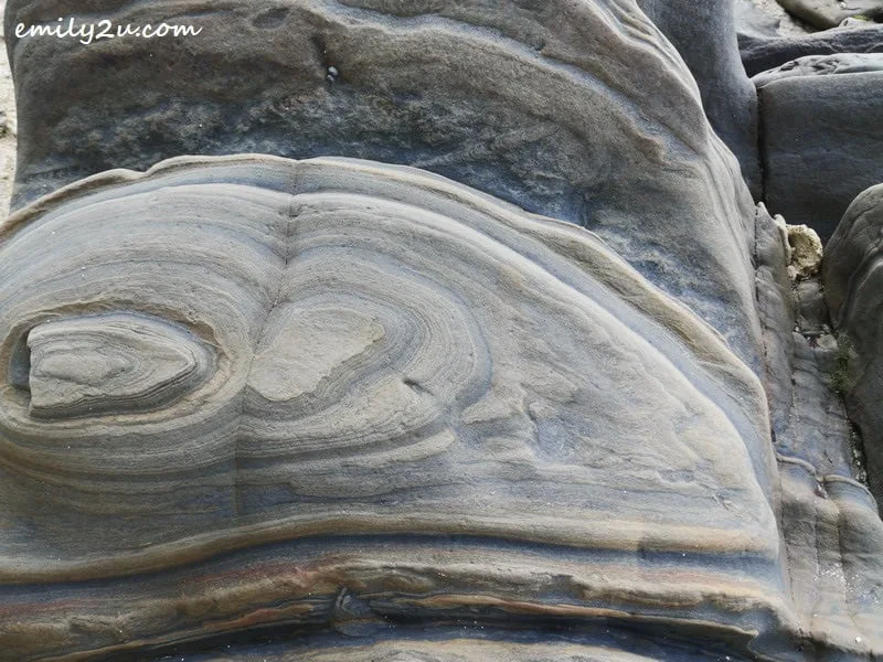 7. close-up photo of a rock with its swirly pattern