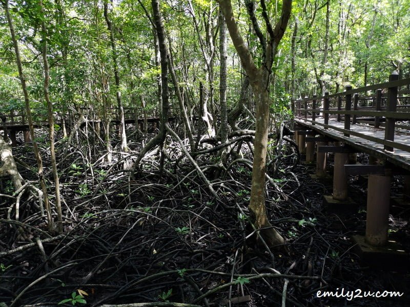 6 Kina Benuwa Mangrove Ecology Park