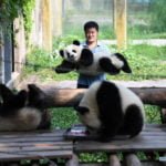 Chongqing Giant Pandas