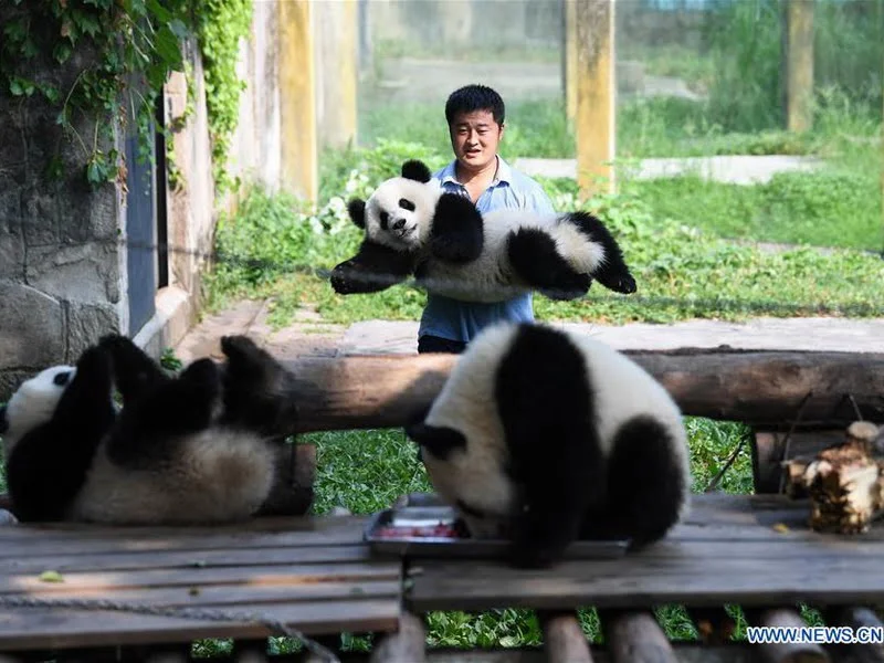 Yin Yanqiang, technical director of Giant Panda House of Chongqing Zoo and his charges (Photo credit: Xinhua)
