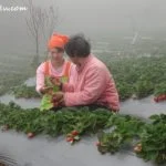 Embrace the Beautiful Mountain of Guandaoshan @ Mile High Leisure Farm 12 Mile High Leisure Farm