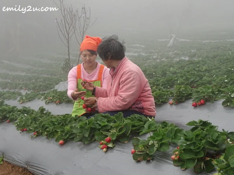 proprietor of Mile High Leisure Farm, Tu Chiao Hsien (L) and her mother harvest strawberries at their farm