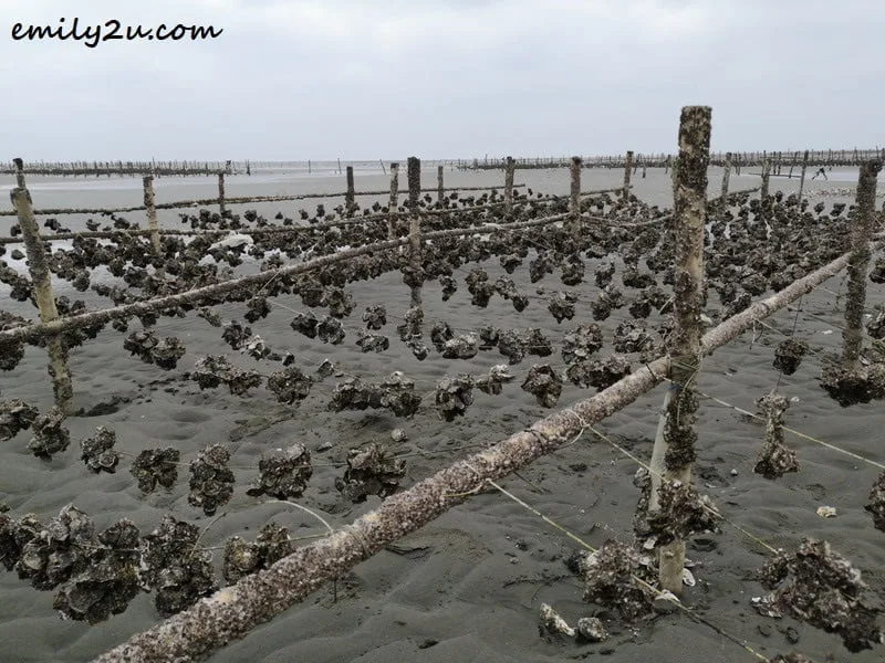 oyster harvesting in Fangyuan
