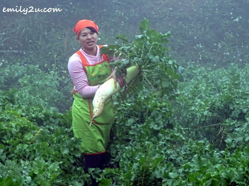crop harvesting at Mile High Leisure Farm