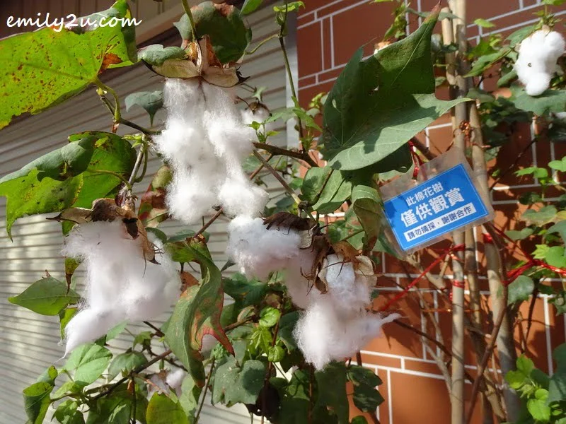 cotton tree