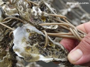 6 oyster harvesting