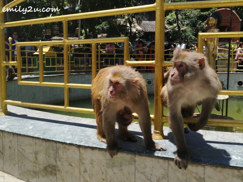  a pair of monkeys