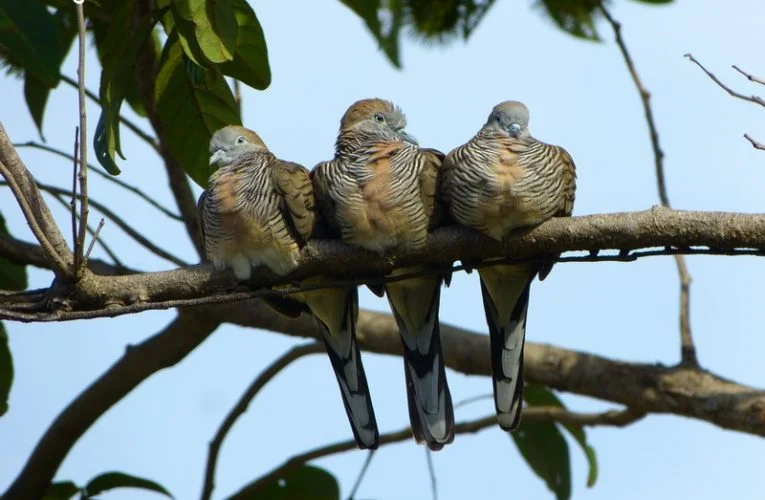 Judging Feathered Singers