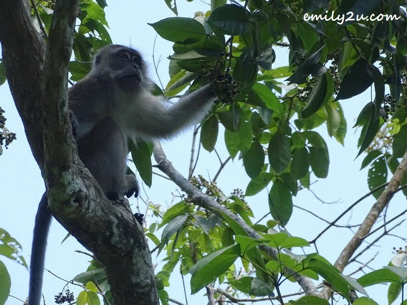 long-tailed macaque
