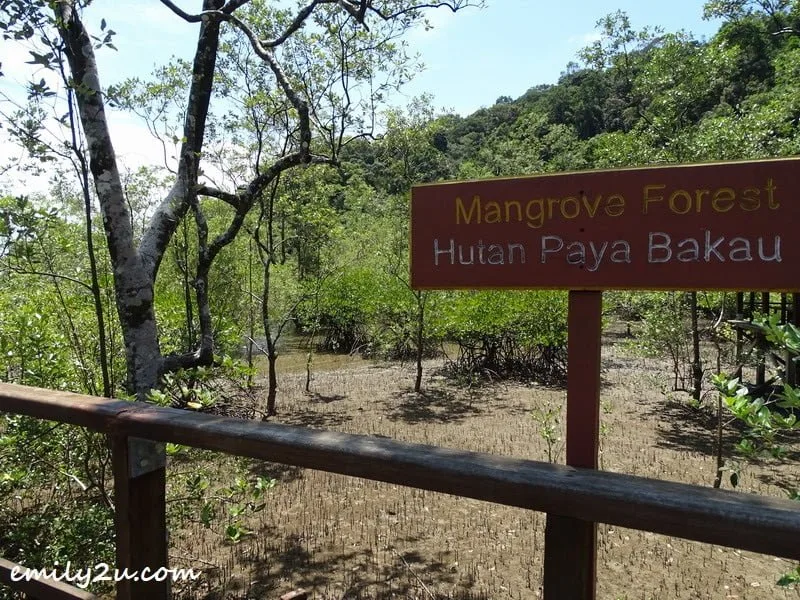 aerial roots at a mangrove forest