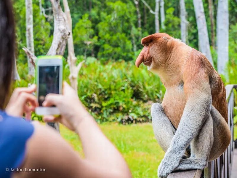Labuk Bay Proboscis Monkey Sanctuary (Photo: Sabah Tourism Board)