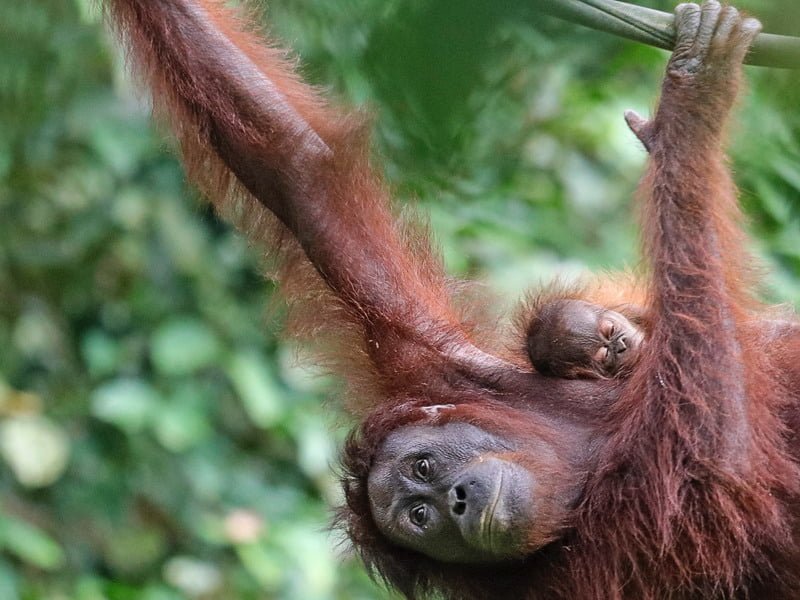 Sepilok Orangutan Rehabilitation Centre (Photo: Chris Charles on Unsplash)