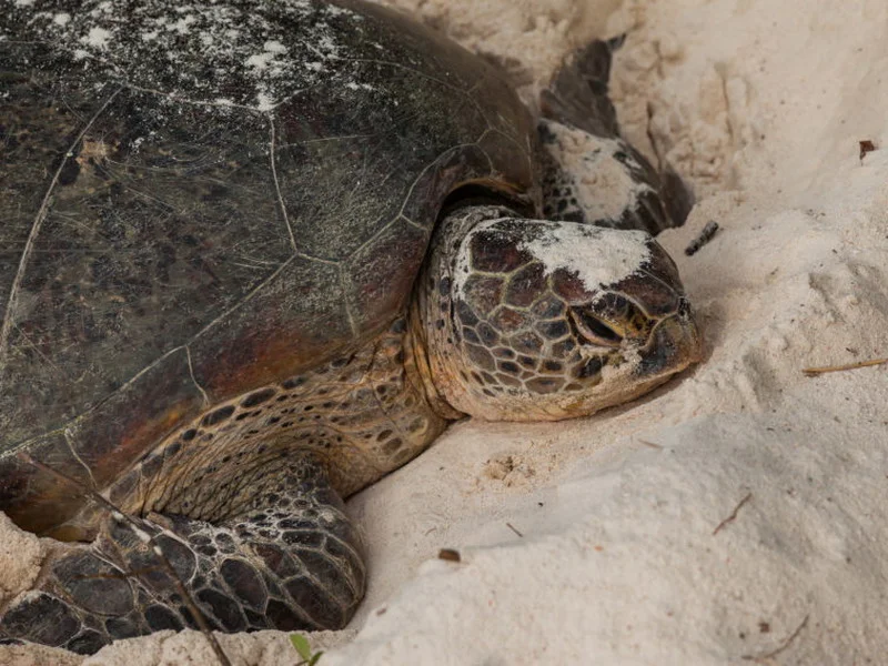  Turtle Islands Park (Photo: Sabah Tourism Board)