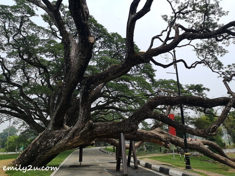 Taiping Raintree Walk
