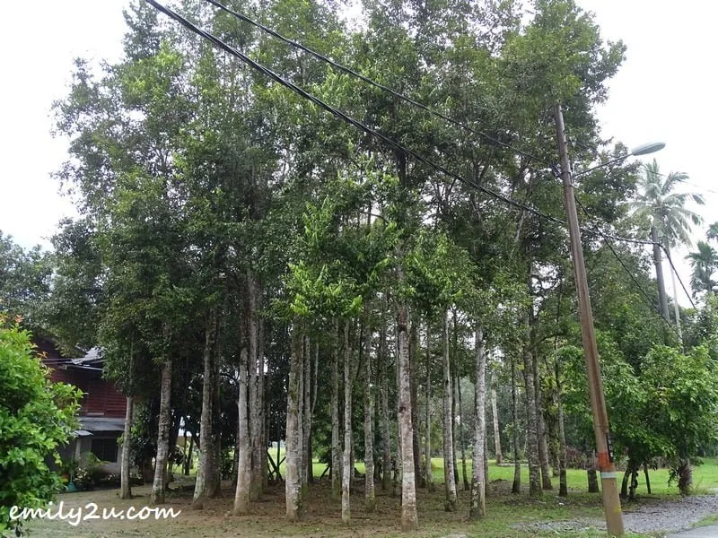 gaharu trees