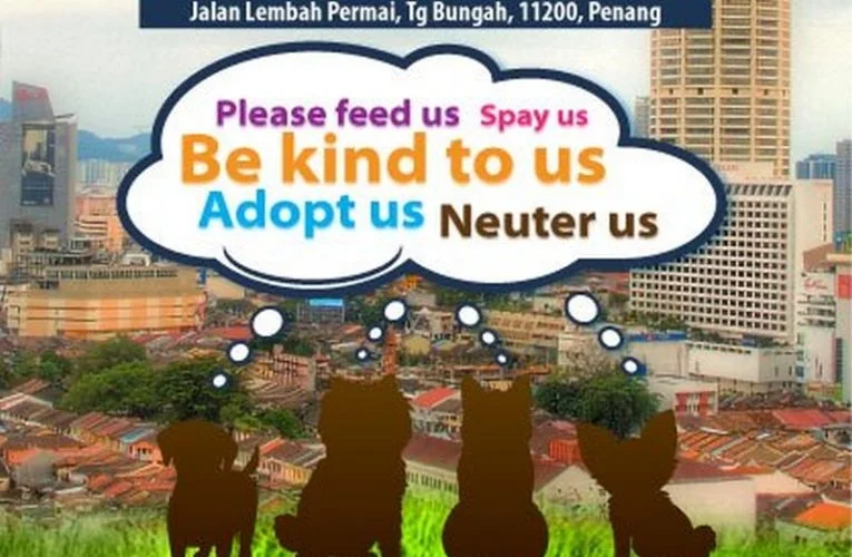 Announcement: A Stray’s Wish