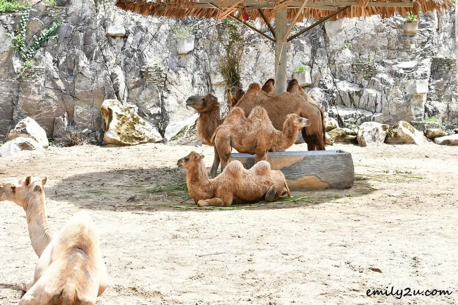 camels