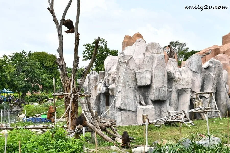 primate section
