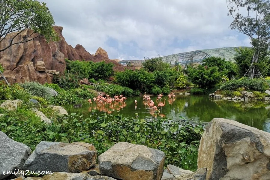 flamingoes