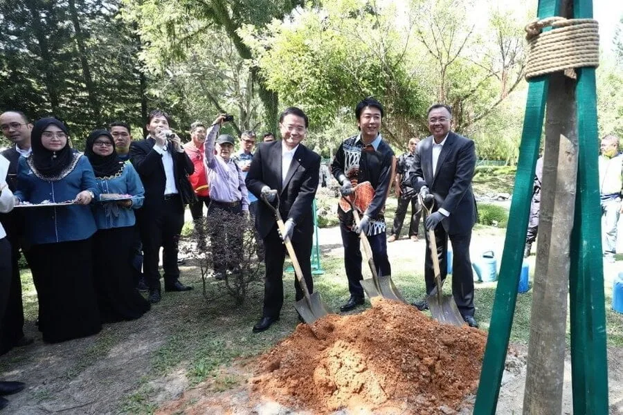 planting of 'Tabebuia rosea' tree