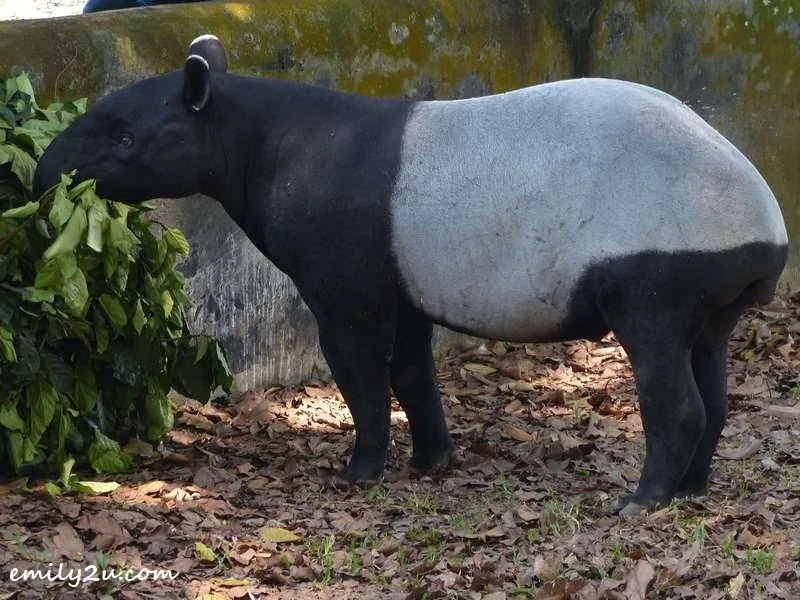  adult tapir feeding on leaves, twigs and vegetation