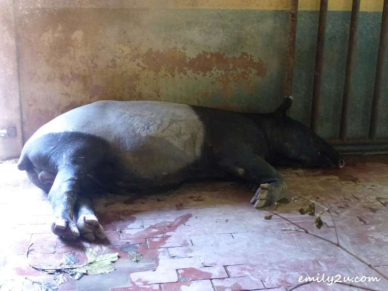 an adult tapir resting in its paddock
