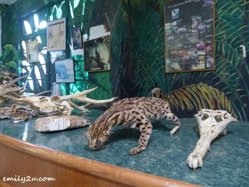 animal taxidermy on display