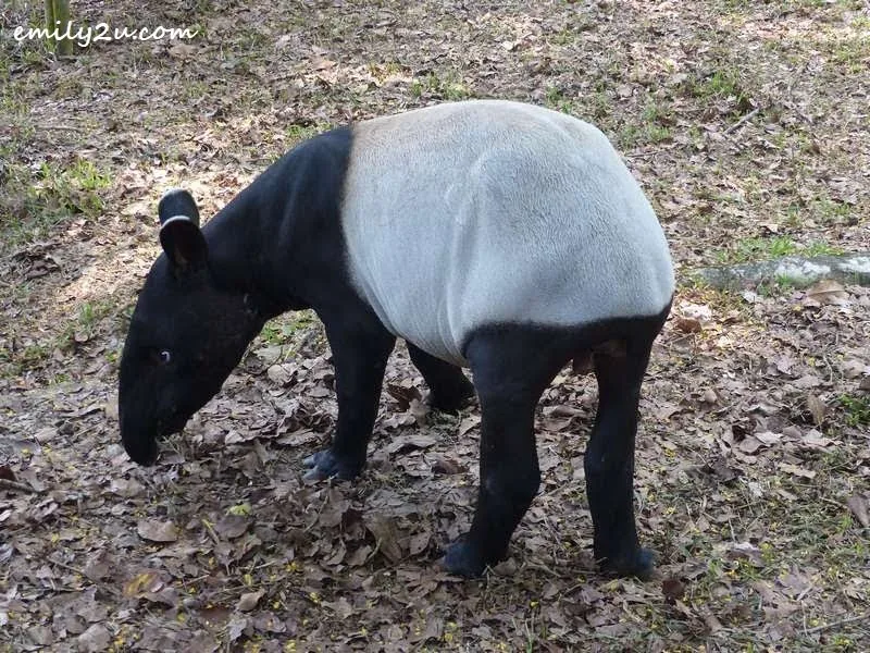 baby tapir