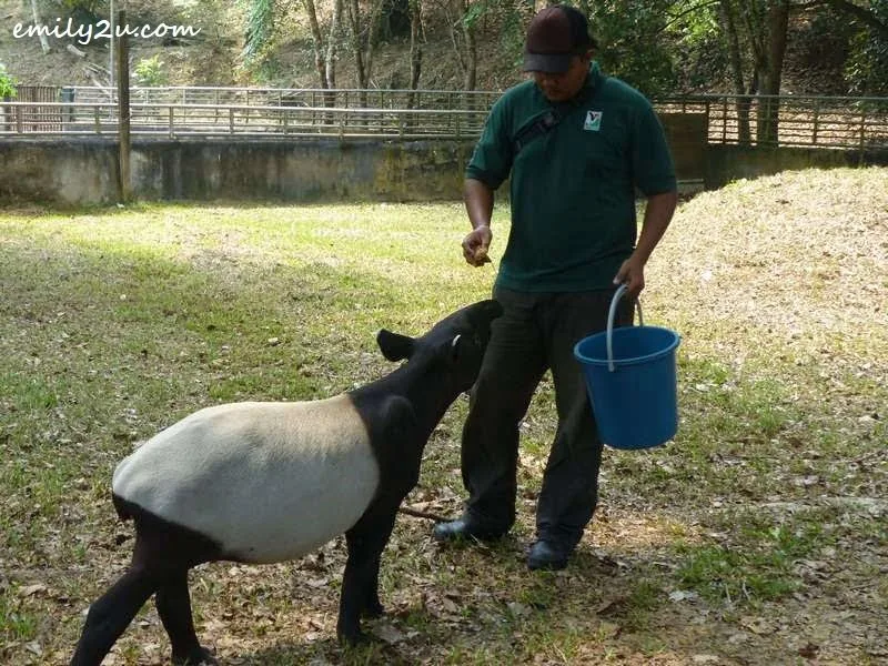 feeding time for a baby tapir
