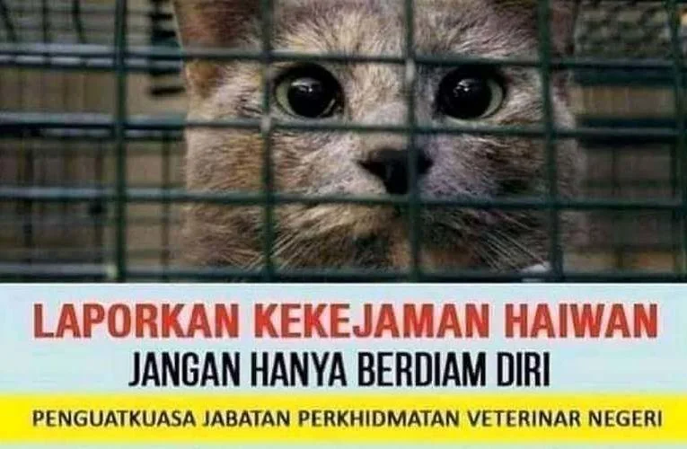 Report Animal Abuse to Jabatan Perkhidmatan Veterinar