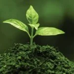 Superfood