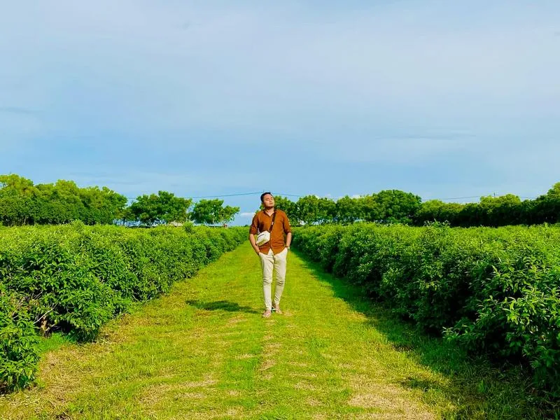 Tea Garden Sekinchan