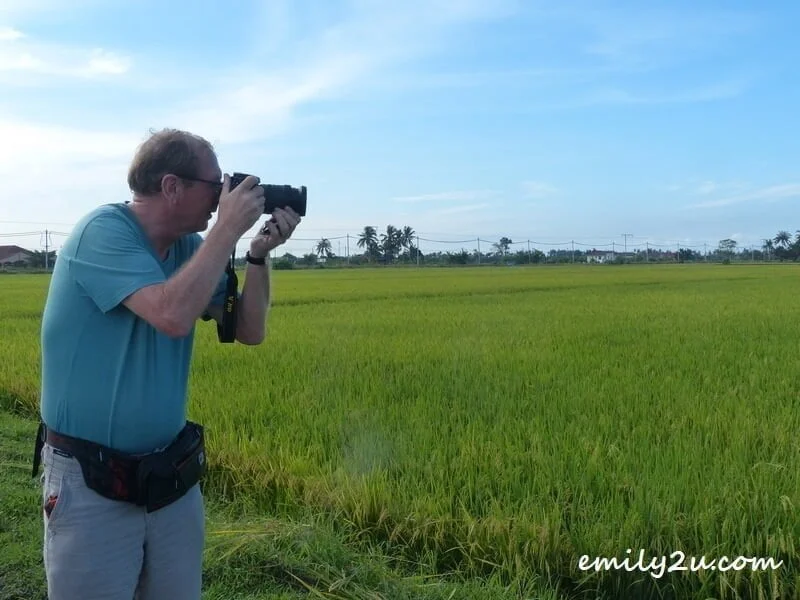 shooting paddy fields at Sungai Haji Dorani, Selangor