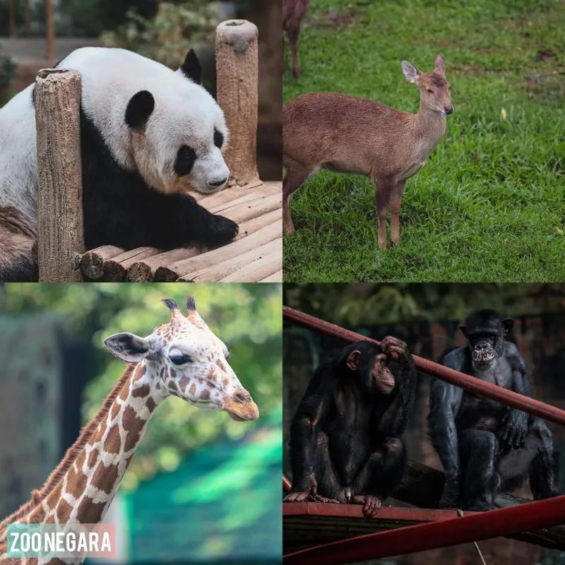 Zoo Negara