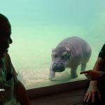 7 Baby Hippo Jaguh in his aquarium