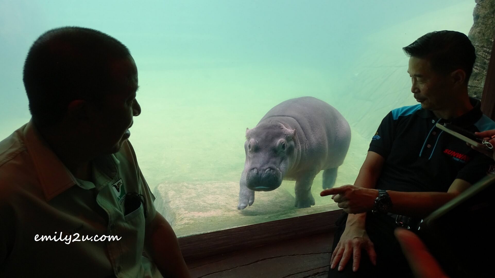 Baby Hippo Jaguh in his aquarium