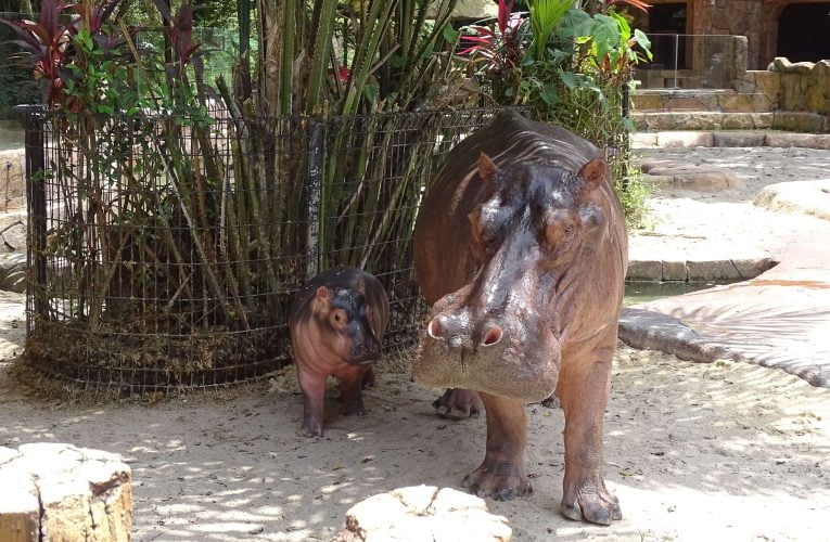 Lost World of Tambun Celebrates The Birth of Baby Hippo Jaguh