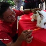 Sunway Lost World Of Tambun General Manager Nurul Nuzairi feeds one of the rabbits