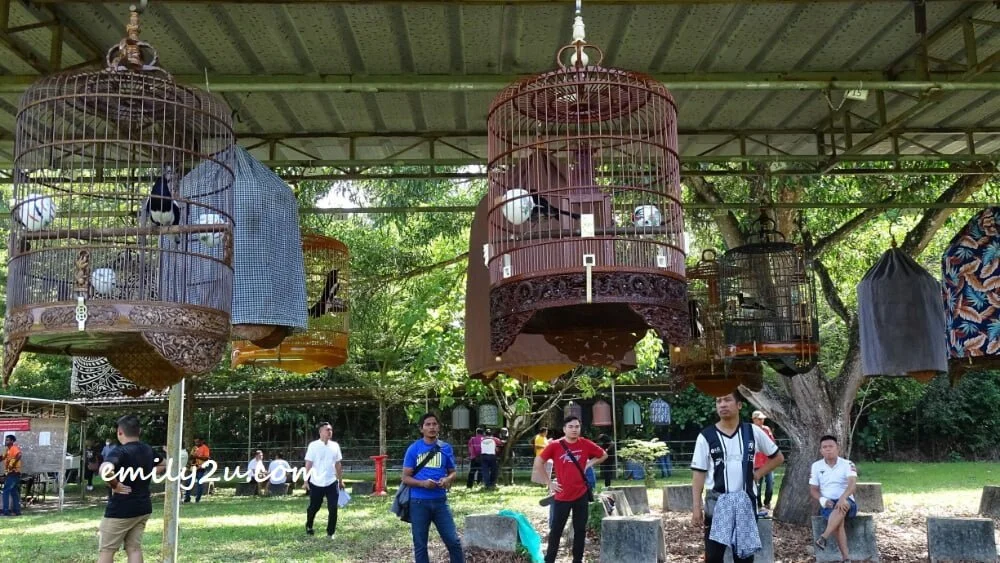 owners get their birds ready for the competition