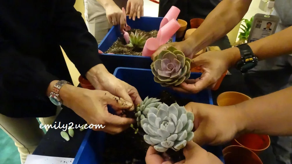 repotting the succulents
