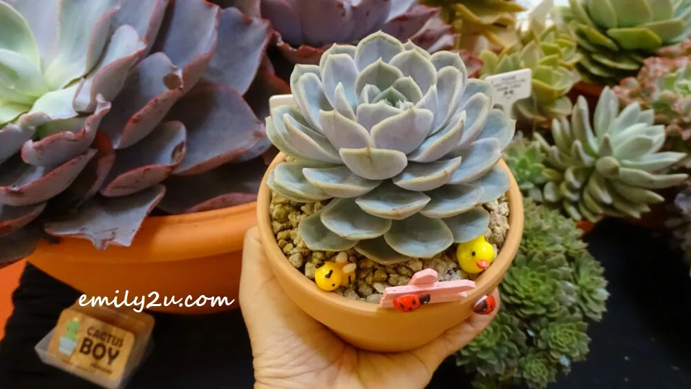 my Blue Surprise succulent gift