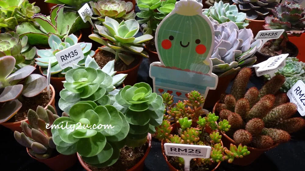 Succulent Fair by Cactus Boy Nursery at Ipoh Parade