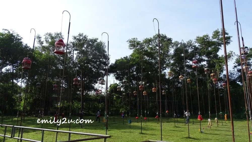 the merbok birds are either Thai species bred locally or imported from Thailand