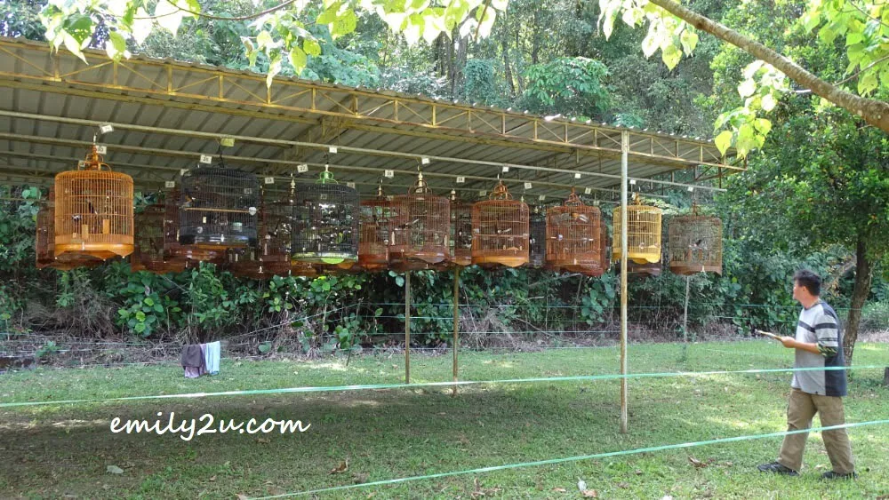 Murai Batu Competition