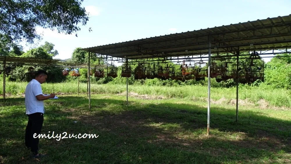 Murai Kampung Competition