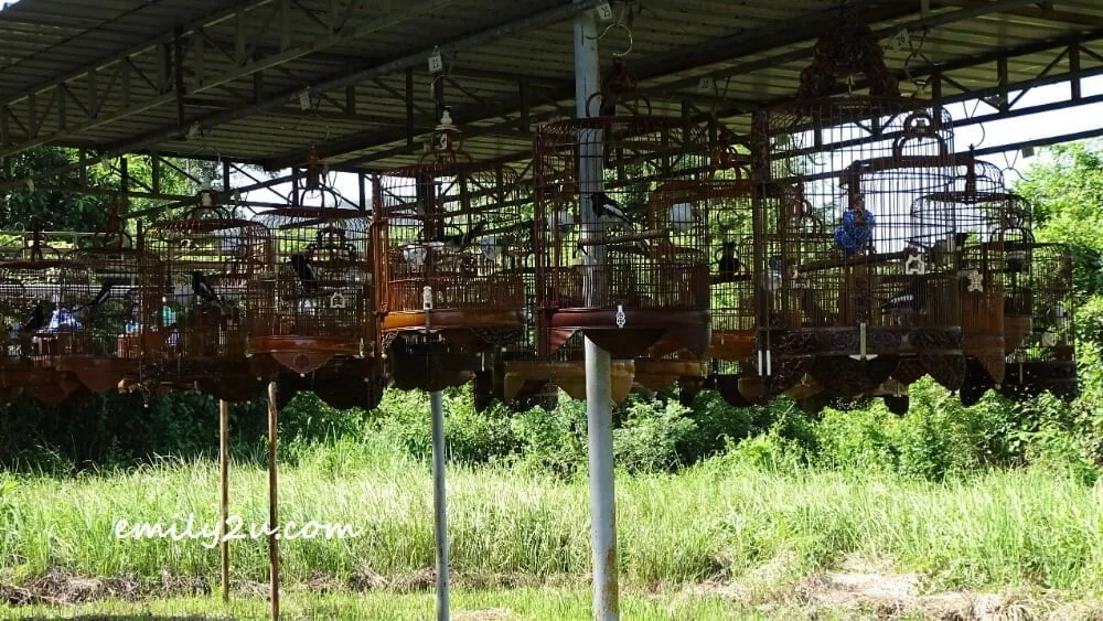 Murai Kampung